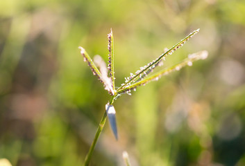 Ears of grass on a park