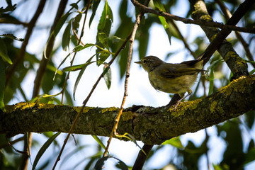Bird