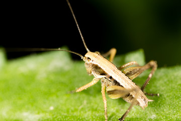 Grasshopper on a green leaf in the open air