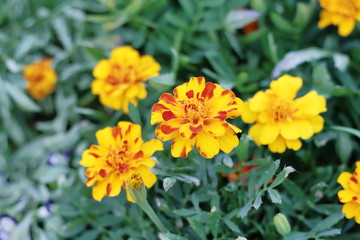 マリーゴールド