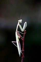 Indische Riesengottesanbeterin (Hierodula membranacea)