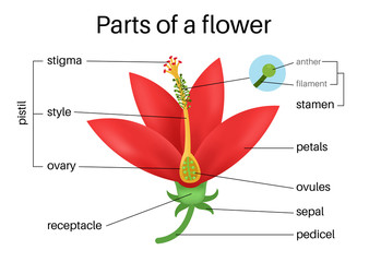 Obraz premium The Parts of a Flower