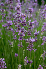Lavande