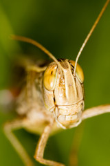 A portrait of a grasshopper in nature.