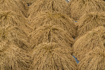 rice dry