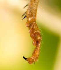 The grasshopper's paw on the nature