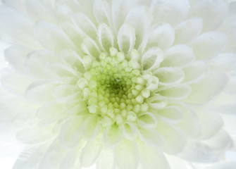 Fototapeta premium Close up of chrysanthemum flower, shallow depth of field