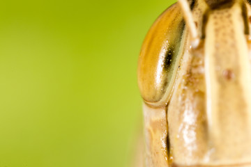 A portrait of a grasshopper in nature.