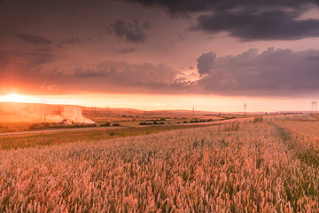 Wheat field in the sunset with a thunderstorm