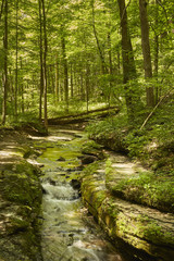 Forest and Stream, McConnell's Mill State Park, Pennsylvania, USA