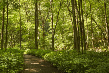 Fototapeta na wymiar path through the forest, McConnell's Mill State Park, Pennsylvania, USA