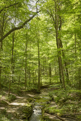 Fototapeta na wymiar Forest and Stream, McConnell's Mill State Park, Pennsylvania, USA