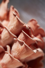 fresh, raw Pink Oyster Mushrooms grown by Primordia Farm in Pennsylvania, USA