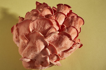 fresh, raw Pink Oyster Mushrooms grown by Primordia Farm in Pennsylvania, USA
