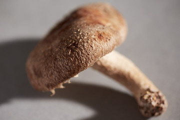 a single fresh raw shiitake mushroom from a Pennsylvania farm