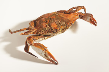 Female blue crab (s) steamed with spices in the traditional Maryland way