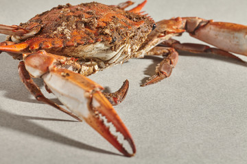 Female blue crab (s) steamed with spices in the traditional Maryland way