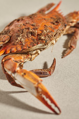 Female blue crab (s) steamed with spices in the traditional Maryland way