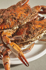Female blue crab (s) steamed with spices in the traditional Maryland way