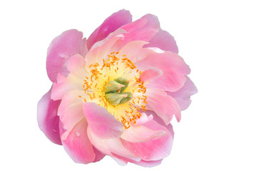 Pink-white peony flower, with green middle and yellow stamens, on white isolated background