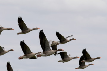 gans, bird, flocks, himmel, fliegender, fliegen, beach, natur, blau, möve, fliege, wasser, wild lebende tiere, ente, flügel, tier, see, sand, küste, meer, ostsee