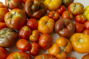 Several different fresh organic tomatoes