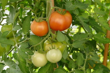 Rote und grüne Tomaten