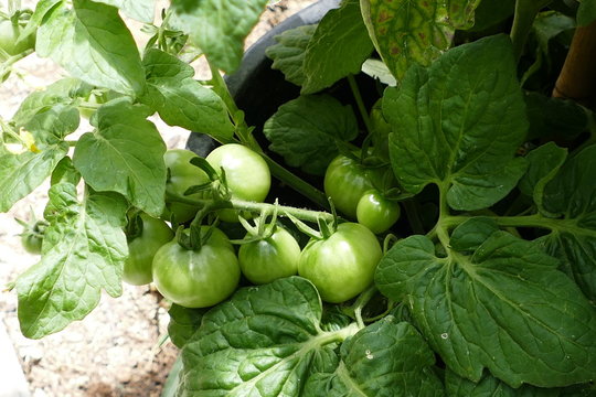 Unreife gr&uuml;ne Tomaten