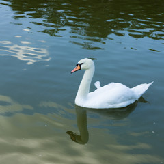 Mute swan on water of pond