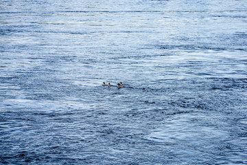 Fototapeta premium rocky beach with wild ducks