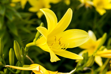 The flowers are yellow lilies in the garden