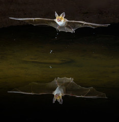 Myotis bat in flight reflected in water below