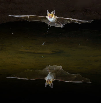 Myotis bat in flight reflected in water below