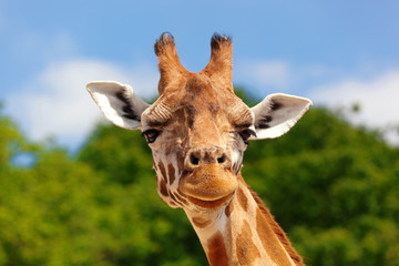 Close-up of a giraffe in front of some green trees and blue sky, looking at the camera as if to say You looking at me? With space for text.