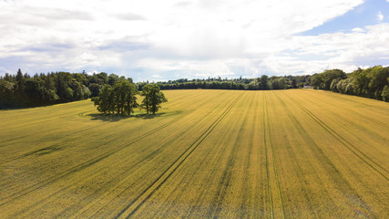 Wheat field tree island