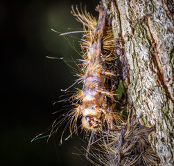 Gypsy Moth Caterpillar Cocoon