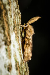 A male gypsy moth
