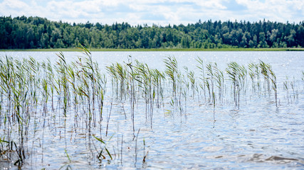 overcast day by the lake with water grass