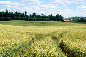 Fototapeta premium Summer Landscape with Wheat Field and Clouds