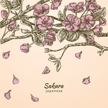 Beautiful romantic background. Branch of sakura. Falling petals of cherry blossoms. Color. Vector illustration.