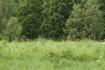 Forest glade with trees, thick grass and lushly flowering flowers