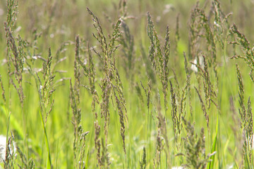 Feather grass in the green summer fieleld