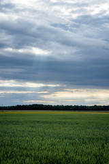 Obraz premium Summer Landscape with Wheat Field and Clouds