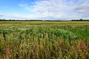 Summer Landscape with Wheat Field and Clouds
