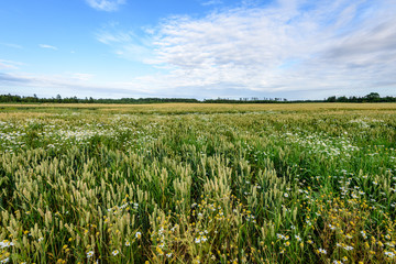 Summer Landscape with Wheat Field and Clouds