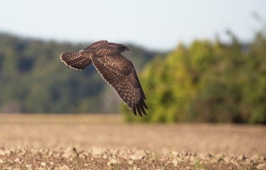 Common buzzard, Buteo buteo,