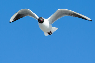Gabbiano vola nel cielo azzurro