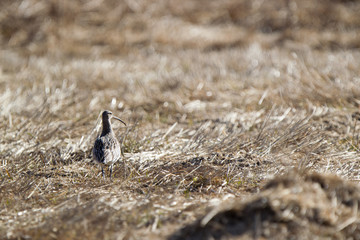 Chiurlo nella prateria secca