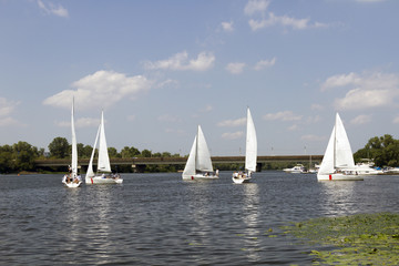 Obraz premium White sailboats on the river