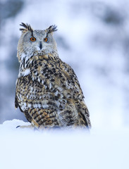 Big Eastern Siberian Eagle Owl